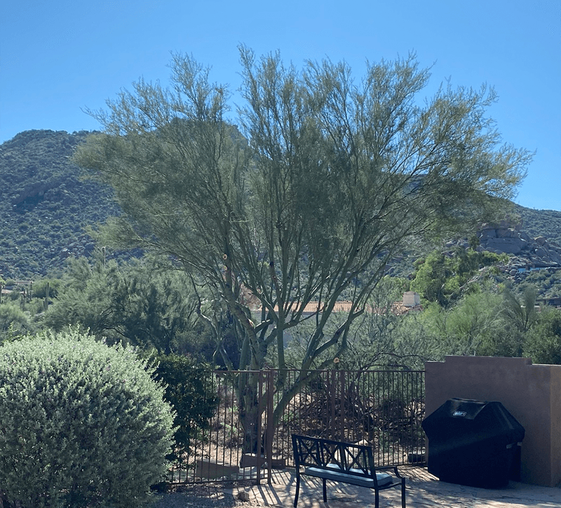 How to Prune a Palo Verde Tree A Comprehensive Guide Happy Tree Guys